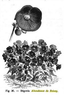 B. ‘Abondance de Boissy’